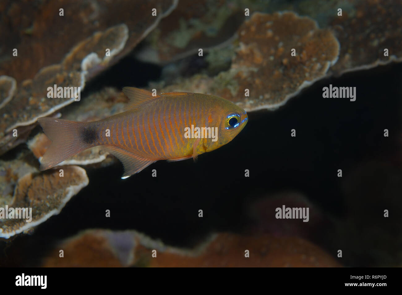 Kauderni (Taeniamia peint fucata) Mer de Chine du Sud, Asie, Malaisie, Redang Banque D'Images