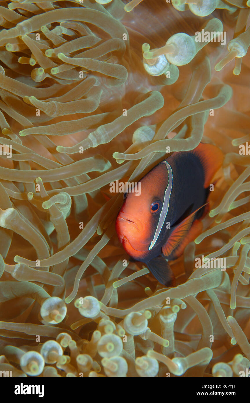 Poissons clowns, cannelle poisson clown rouge et noir, noir ou poisson clown poisson clown (Amphiprion melanopus sombre), de la mer de Chine du Sud, Malaisie, Redang Banque D'Images