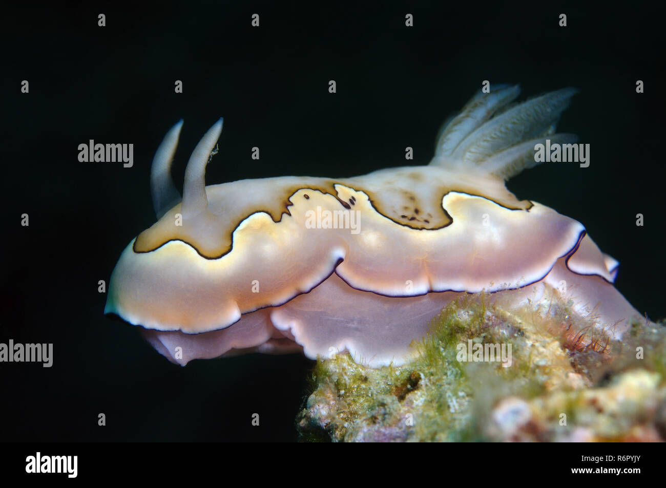 Sea slug nudibranche ou du Co Goniobranchus (Chromodoris coi) Mer de Chine du Sud, Asie, Malaisie, Redang Banque D'Images