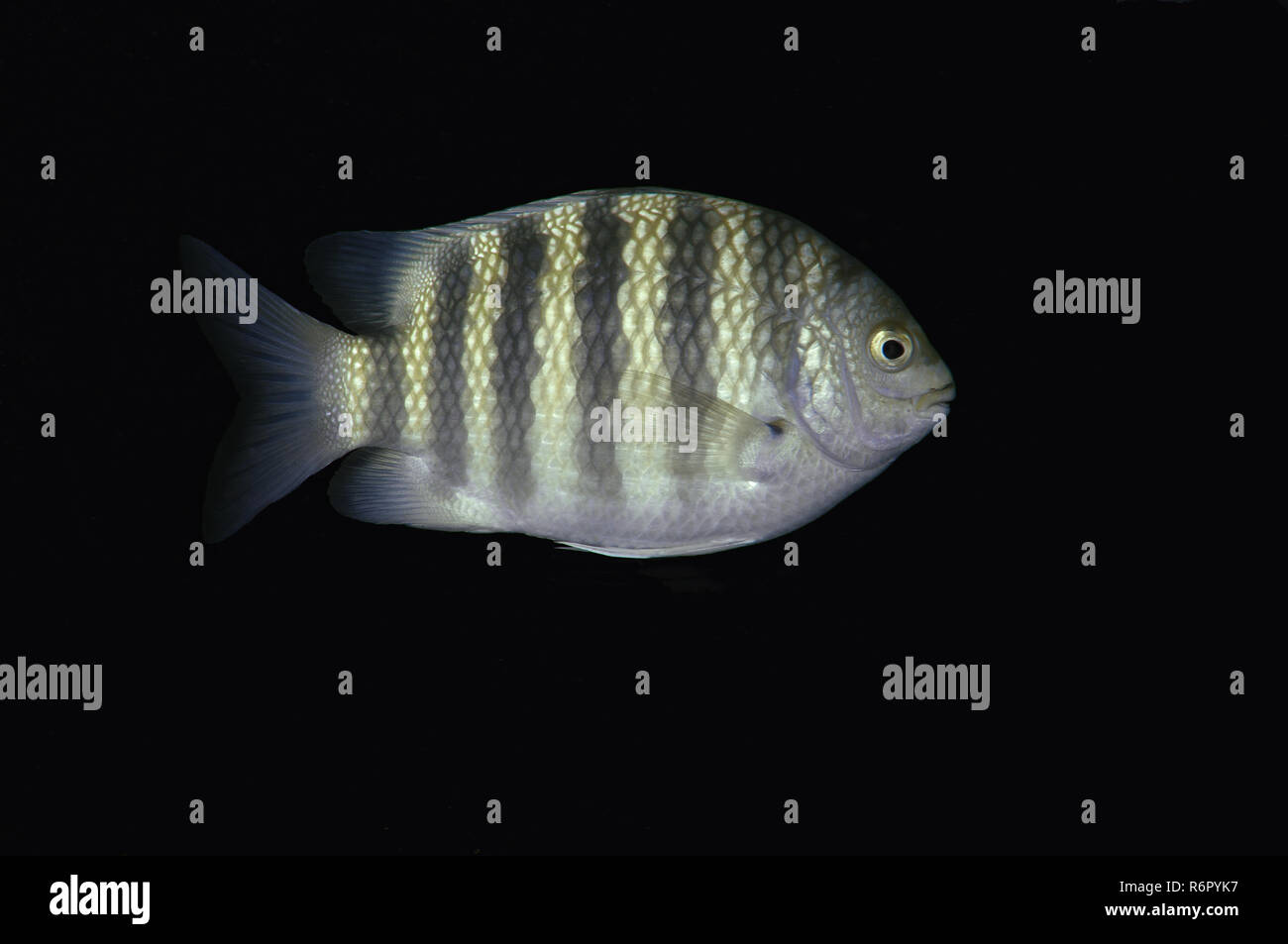 Sevenband Sevenband damselfish, demoiselle ou Sept-bagué (Abudefduf septemfasciatus sergent-major) Océan Indien, Hikkaduwa, au Sri Lanka, en Asie du Sud Banque D'Images