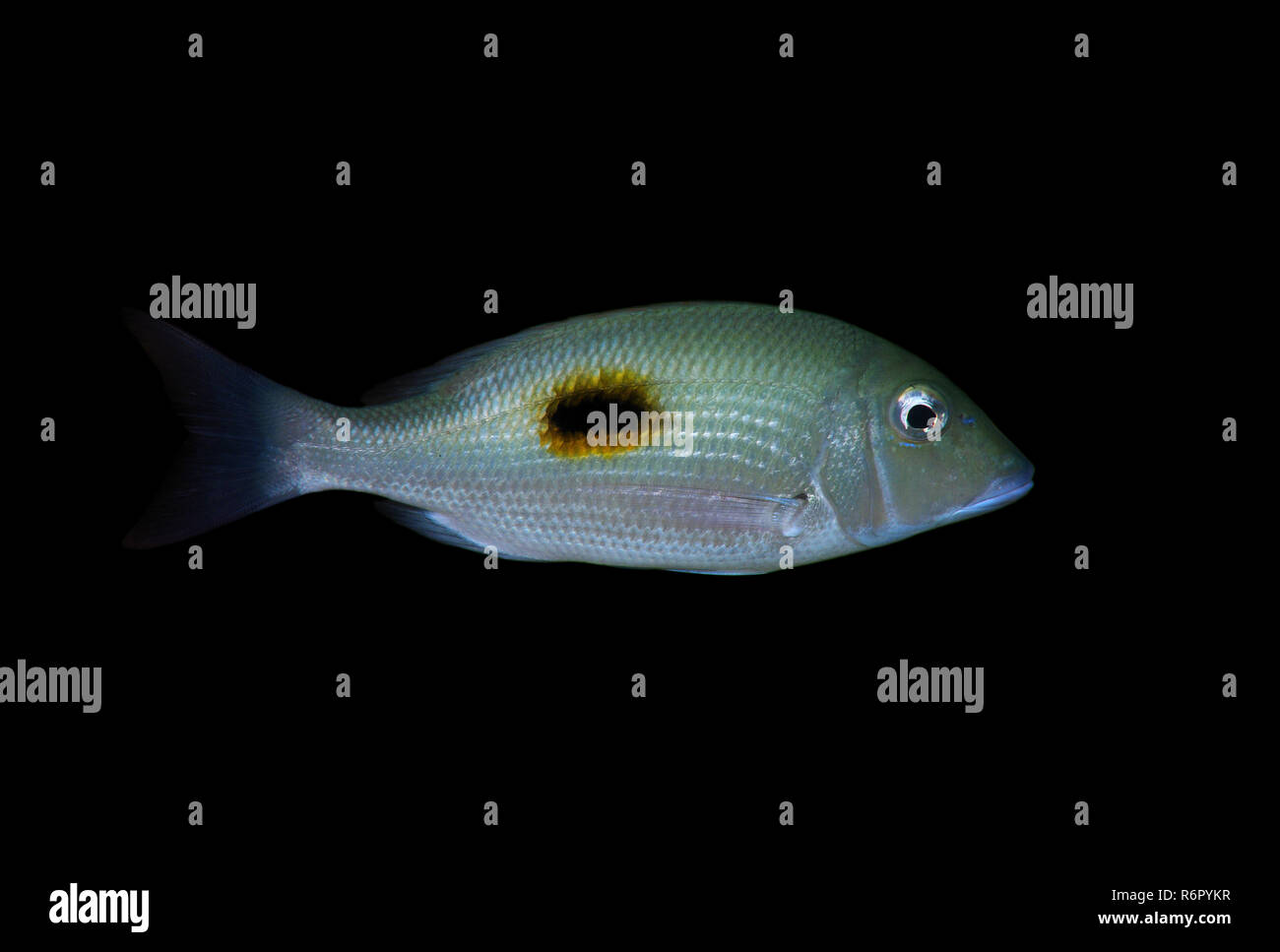 L'empreinte de l'empereur, l'empereur blackspot ou poisson empereur (Lethrinus harak) Océan Indien, Hikkaduwa, au Sri Lanka, en Asie du Sud Banque D'Images