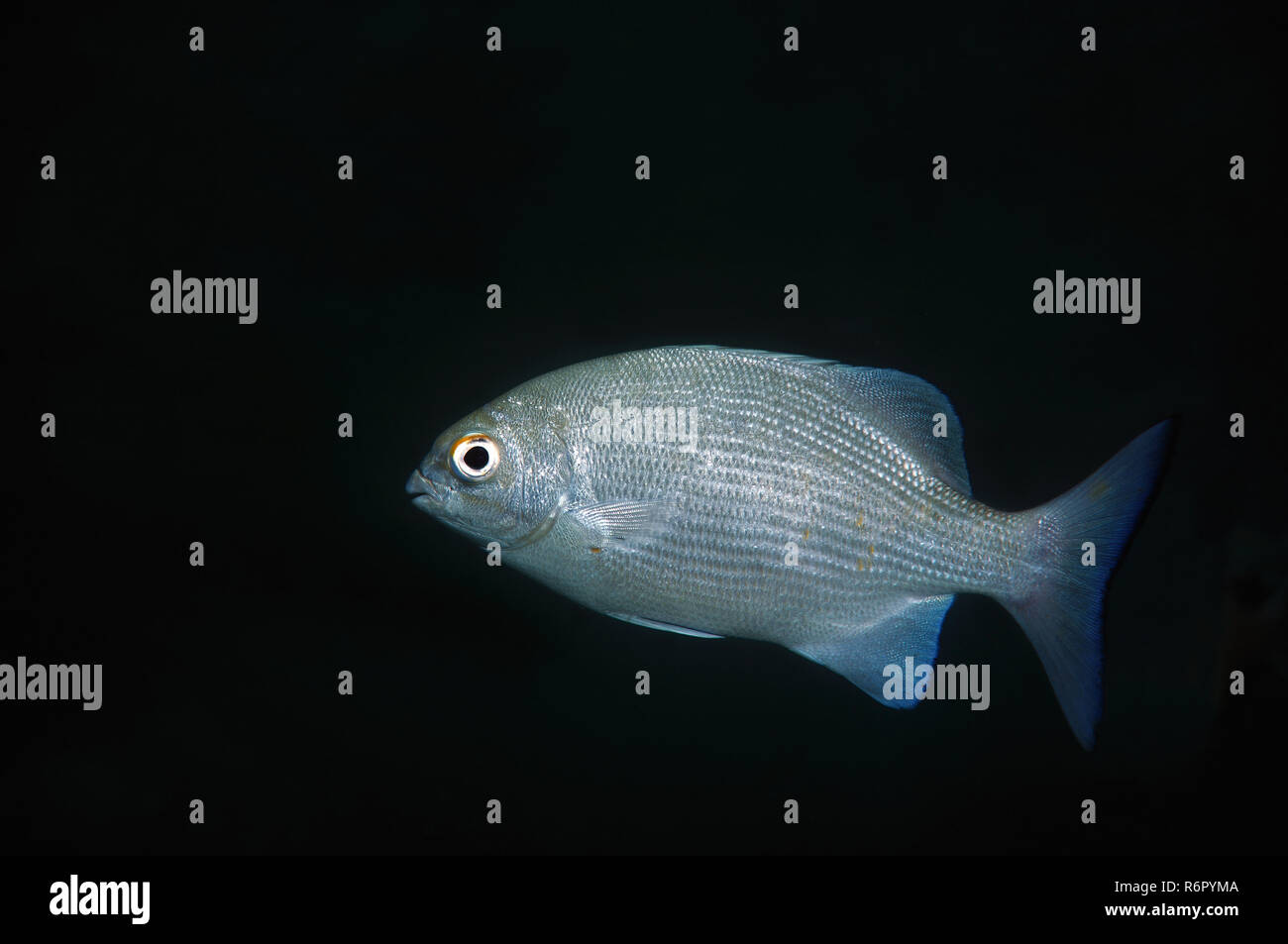 Seachub bleu, Bluefish, Highfin rudderfish ou petit rudderfish (Kyphosus cinerascens) Océan Indien, Hikkaduwa, Sri Lanka, en Asie du Sud Banque D'Images