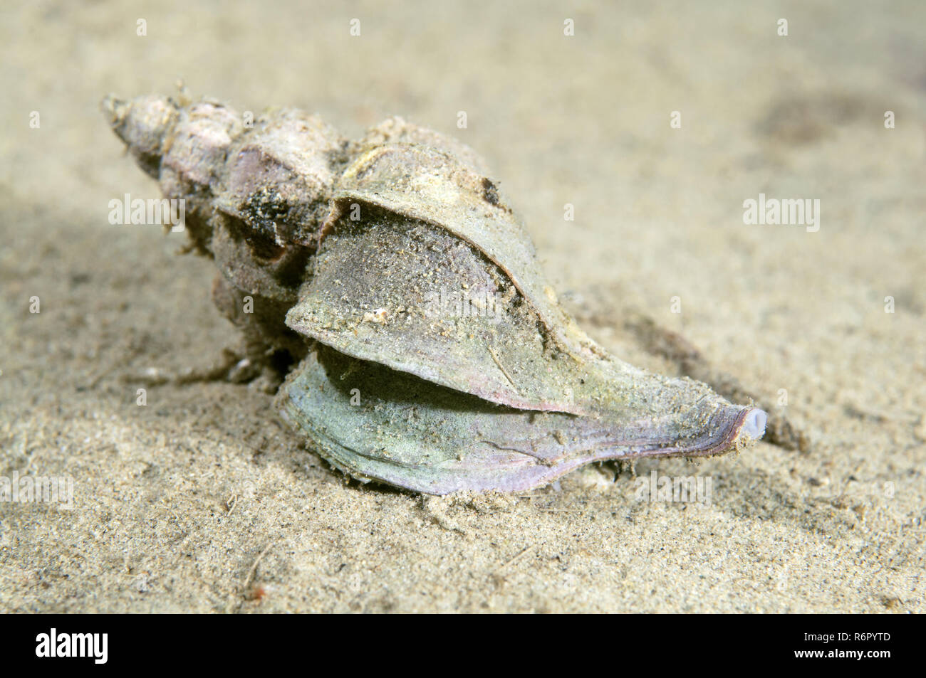 Mollusk candélabre Trophon (Boreotrophon candélabre) Extrême-Orient, Mer du Japon, Russie Banque D'Images