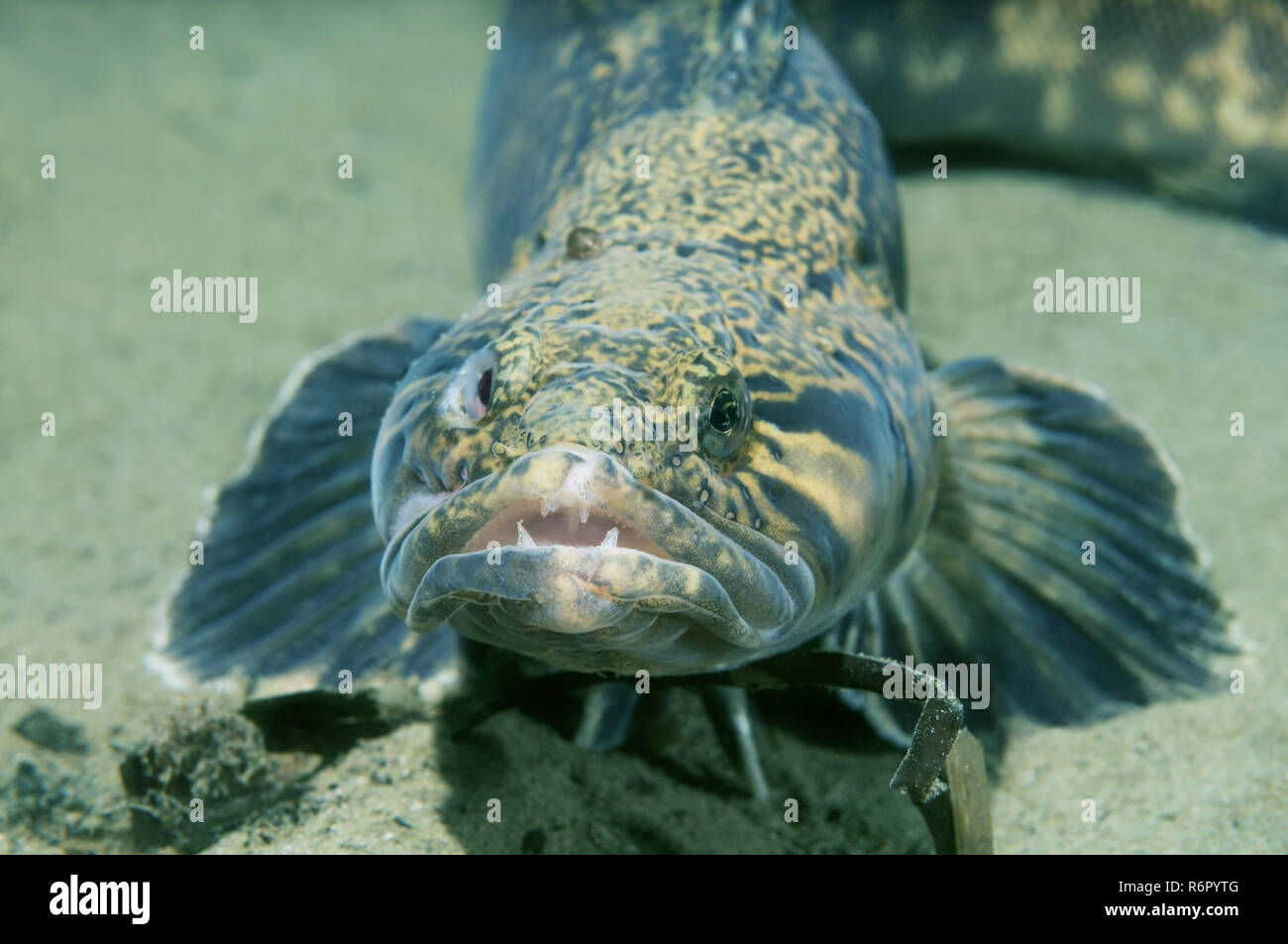 (Grigorjewi Stichaeus Stichaeus) Extrême-Orient, Mer du Japon, Russie Banque D'Images