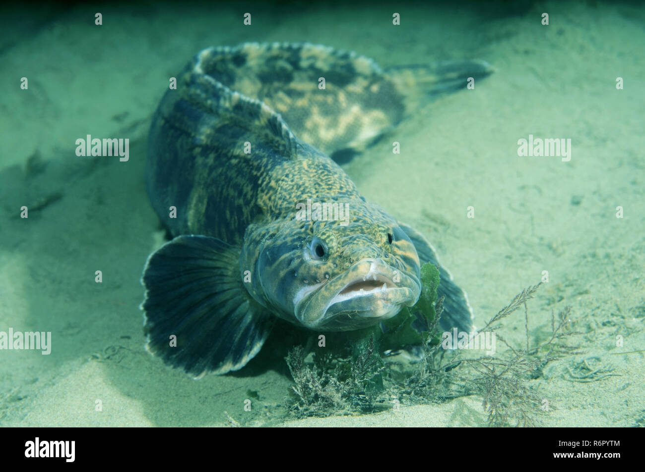 (Grigorjewi Stichaeus Stichaeus) Extrême-Orient, Mer du Japon, Russie Banque D'Images