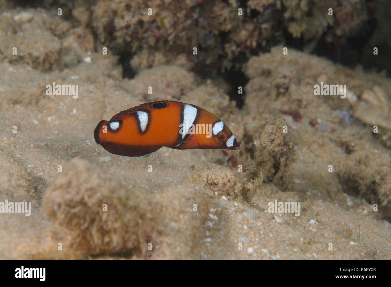 Reine coris ou rouge napoléon (Coris formosa) couleur juvénile, de l'Océan Indien, Hikkaduwa, au Sri Lanka, en Asie du Sud Banque D'Images