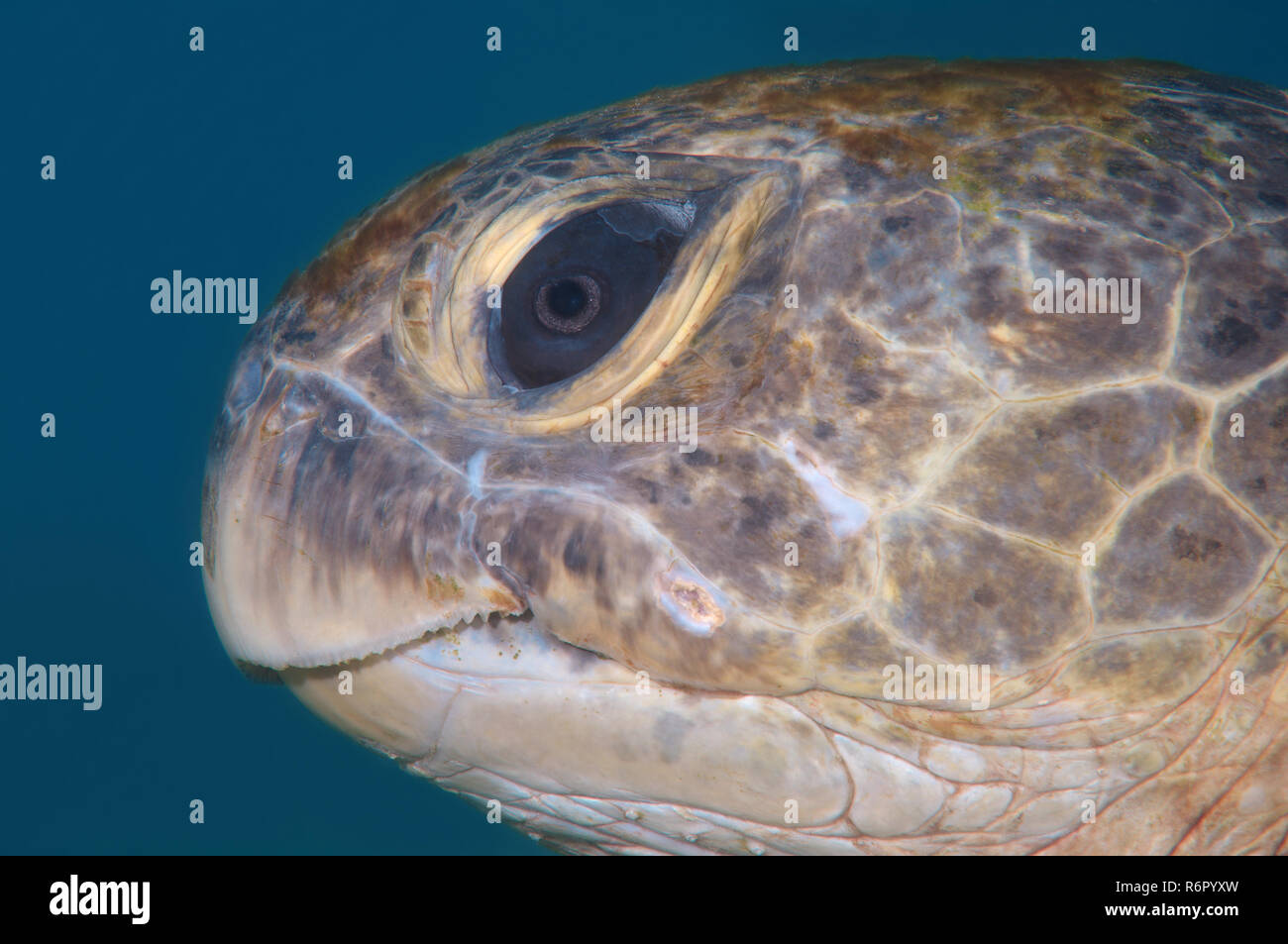 Portrait vert de mer turtlegreen, tortue tortue de mer (noir), ou du Pacifique tortue verte (Chelonia mydas), de l'Océan Indien, Hikkaduwa, au Sri Lanka, en Asie du Sud Banque D'Images