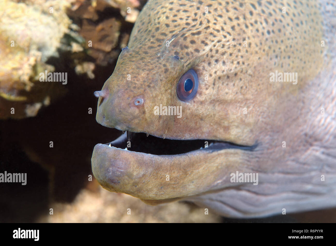 Portrait murène géante, Blackpearl Moray, Java, la murène géante svelte, Javan moray moray moray ou méditerranéen (Muraena helena) Océan Indien, Hi Banque D'Images