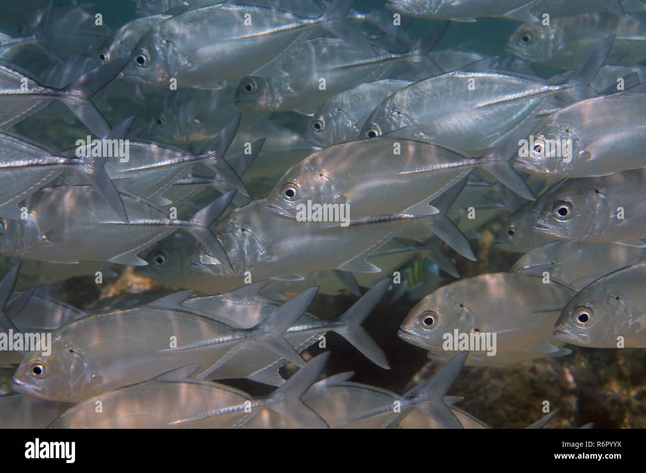 Banc de poissons de caranges, Jack obèse, grand trevally, six-banded carangues et jack (Caranx sexfasciatus) Océan Indien, Hikkaduwa, Sri Lank Banque D'Images