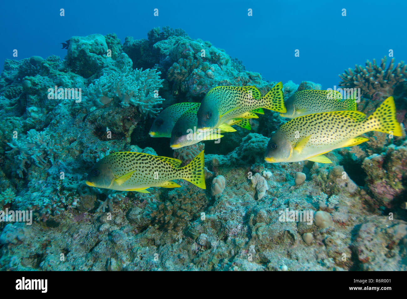École de poisson Épinoche tachetée tachetée de noir, Rubberlip grunt, gaterin Épinoche tachetée ou rubberlips (Plectorhinchus gaterinus) Red Sea, Egypt, Africa Banque D'Images