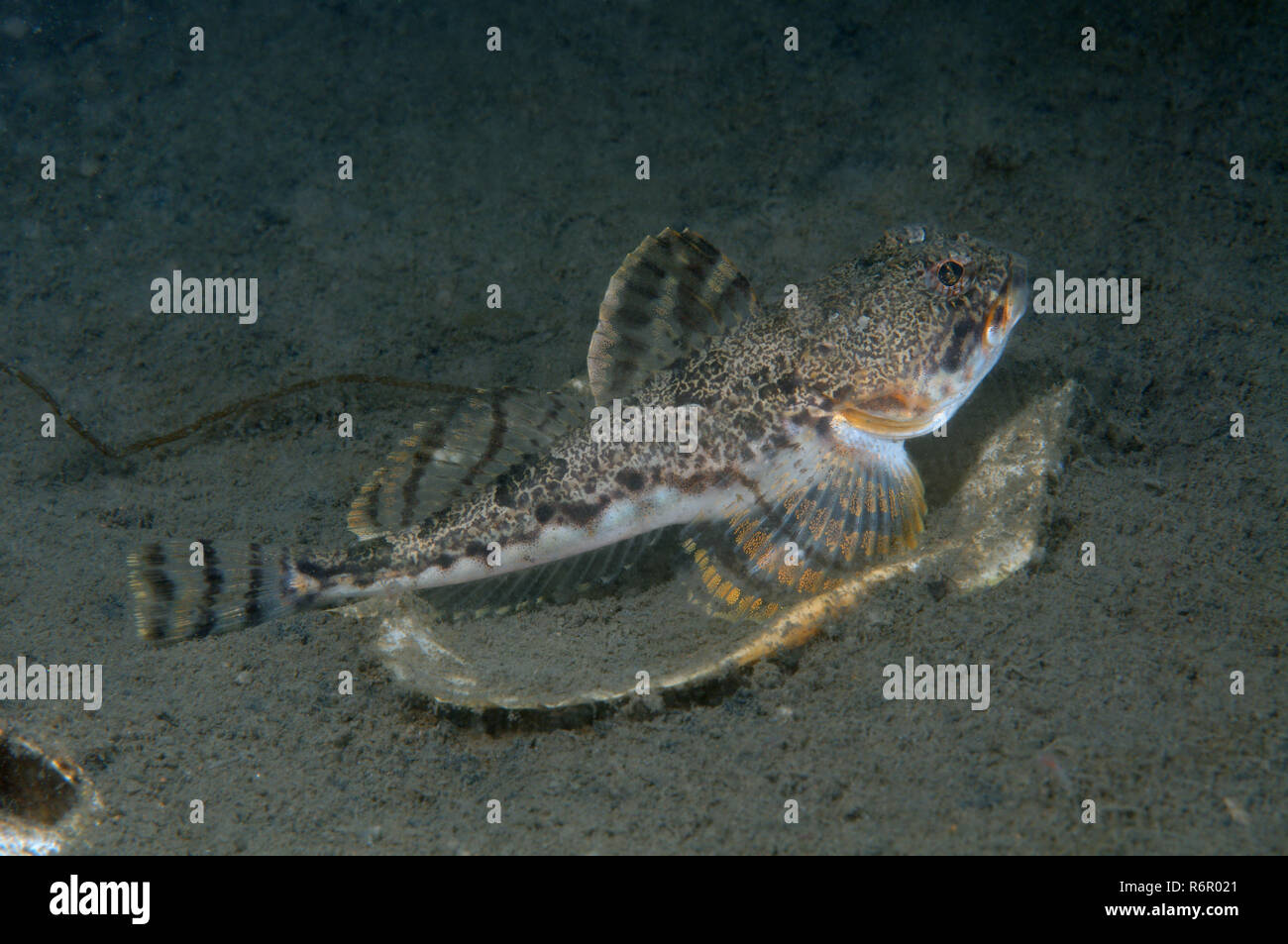 Elf ou chabot de profondeur (à bois) diceraus cottidé Enophrys, Mer du Japon (mer de l'Est), de Flandre orientale, Extrême-Orient, Fédération de Russie Banque D'Images
