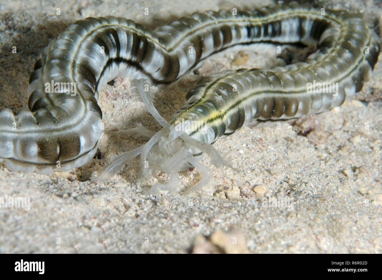 Ver tacheté Le concombre de mer, concombre de mer ou la bouche en synaptid géant de concombre de mer (Synapta maculata) Red Sea, Egypt, Africa Banque D'Images