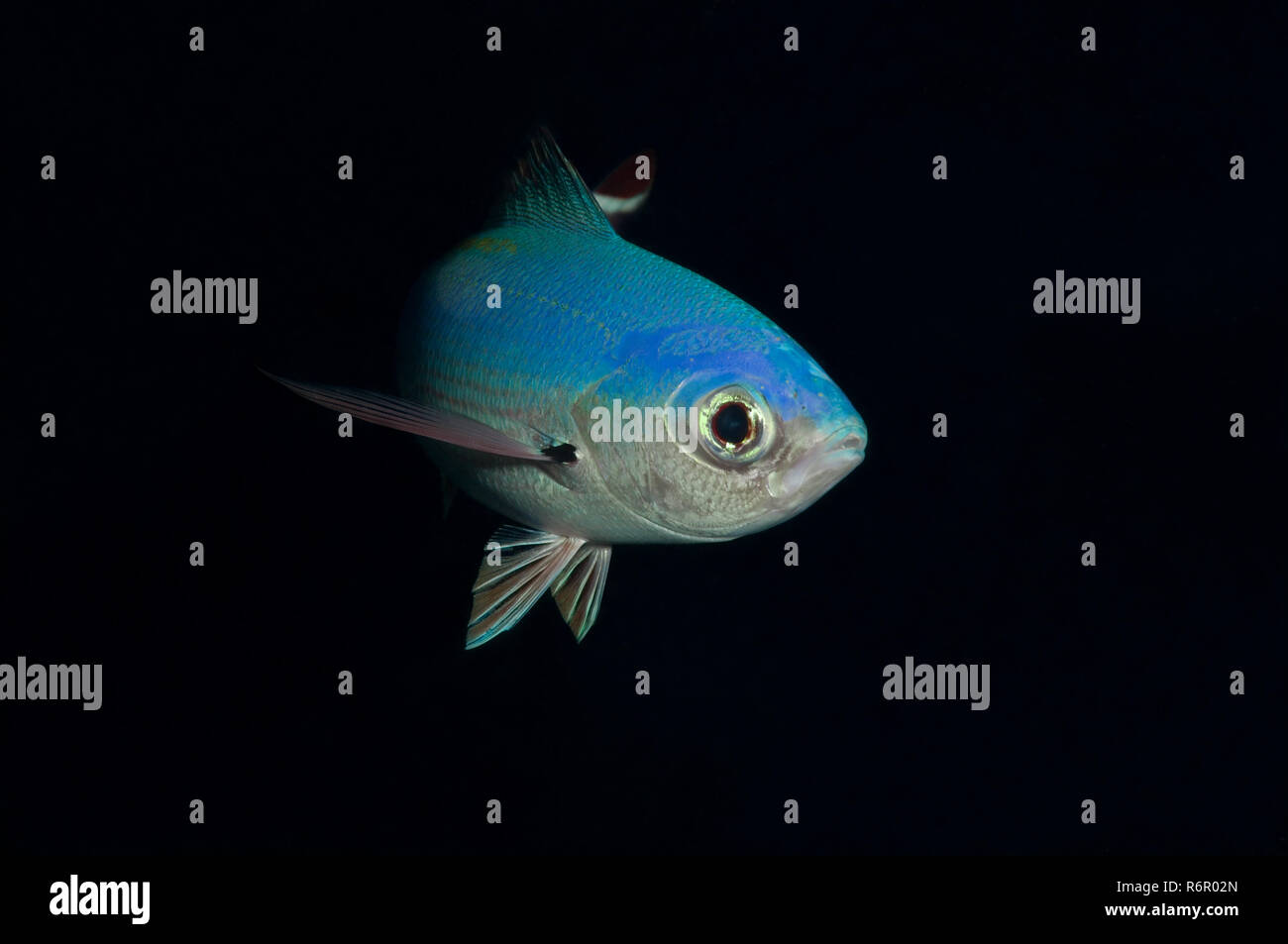 Fusilier lunaire, Bleu fusilier, lune, lune caesio fusilie ou Bluefish (Caesio lunaris) Red Sea, Egypt, Africa Banque D'Images