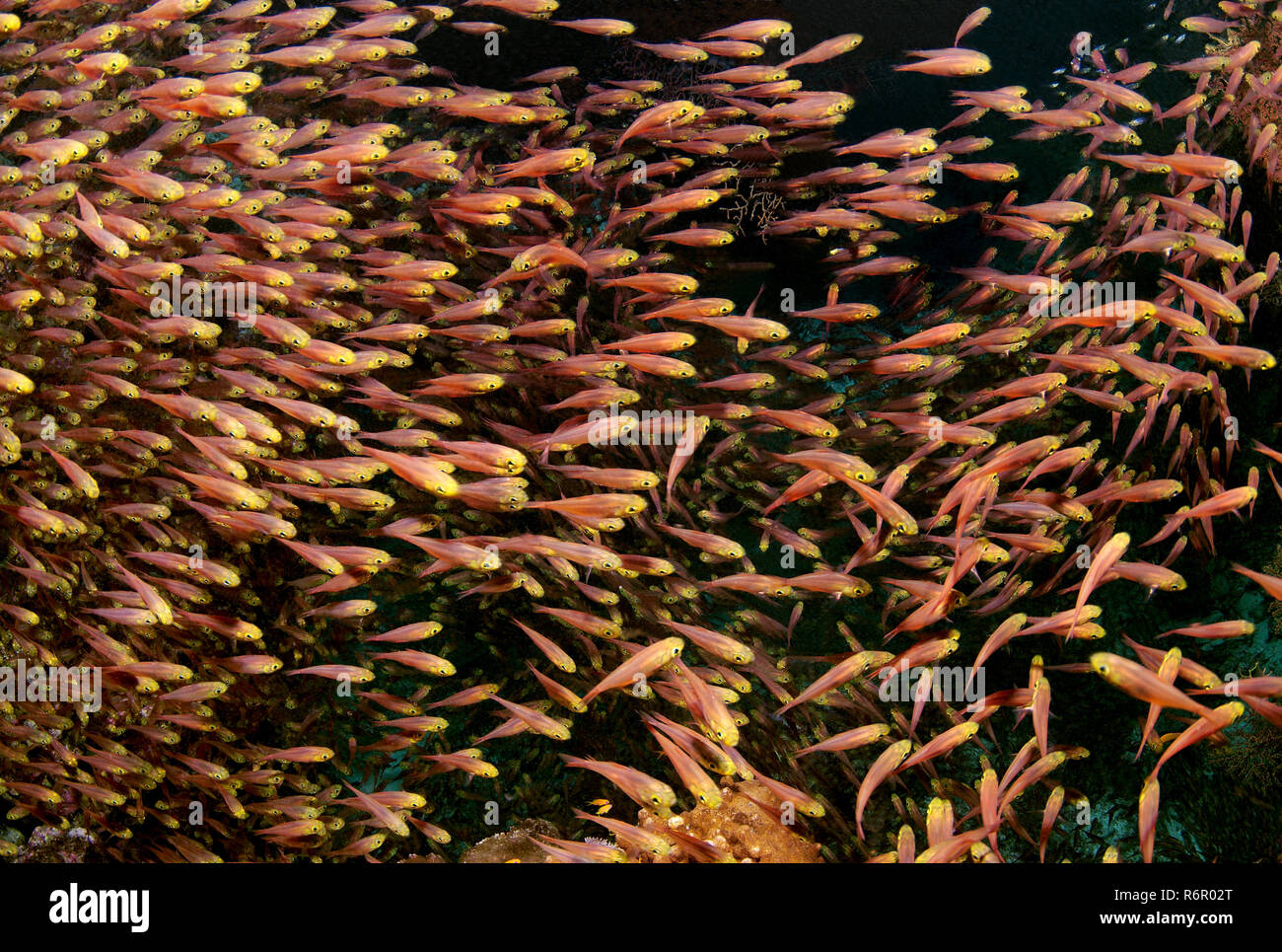 L'École de Glassfish, Pigmy Sweeper, Golden bullseye, Ransonnet's bullseye, Rosy, balayage balayeuse balayeuse mince ou jaune (Parapriacanthus ransonneti) Banque D'Images