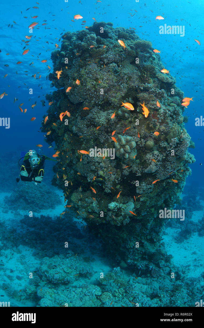 Plongeur mâle avec une école du sébastolobe anthias (Pseudanthias squamipinnis) au pilier de corail, Mer Rouge, Egypte, l'Afrique, Quseir Banque D'Images