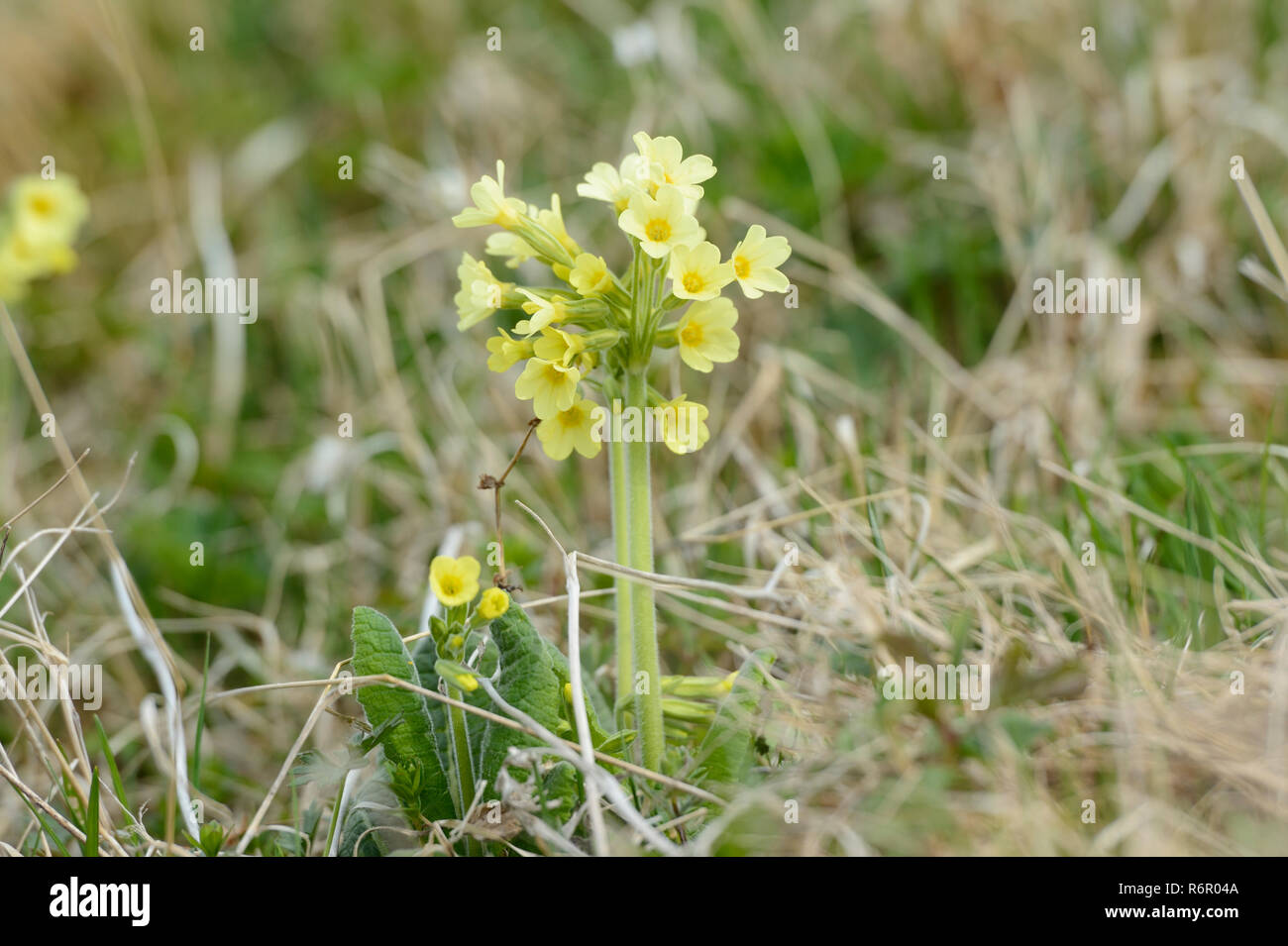 Floraison jaune vrai oxlip (Primula elatior) au printemps, Allemagne Banque D'Images