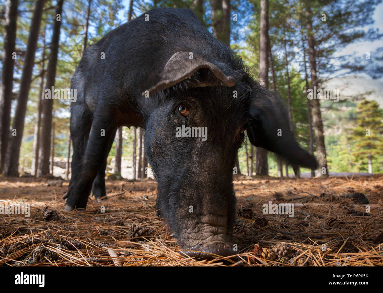 Porc domestique corse (domum porcus) dans une forêt de pins, le col de Vergio, Corse, France Banque D'Images