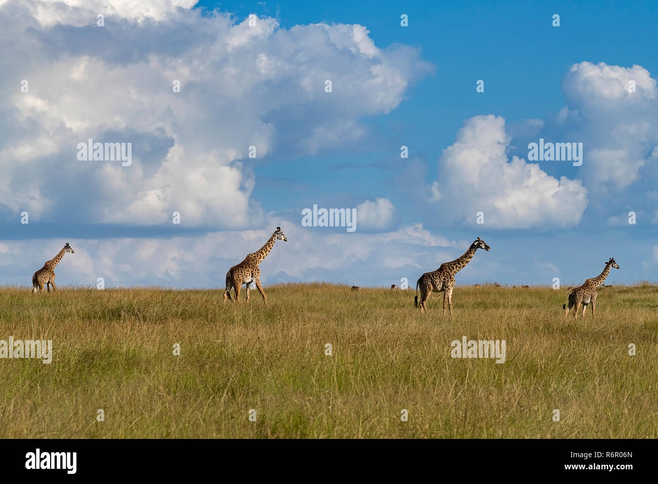 Giraffen (Giraffa camelopardalis), Herde Lévis 2004-2005 uft durch die Savanne, Masai Mara, Kenya Banque D'Images