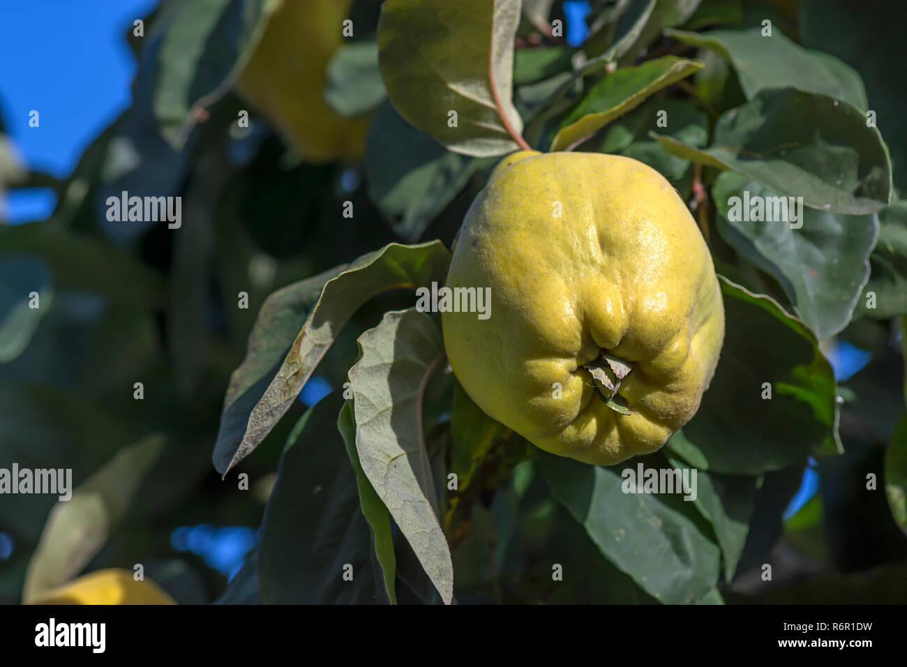 Les fruits mûrs, le cognassier (Cydonia oblonga) sur l'arbre, Allemagne Banque D'Images