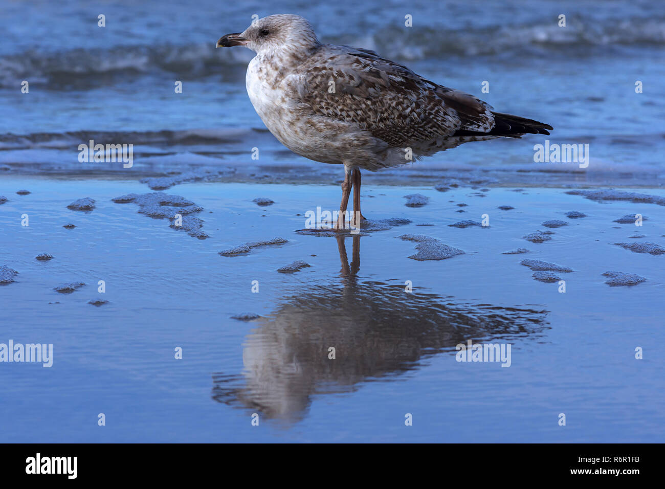 Yellow-legged Gull (Larus michahellis), de l'eau reflet dans les eaux peu profondes de la mer Baltique, Darss, Mecklembourg-Poméranie occidentale, Allemagne Banque D'Images