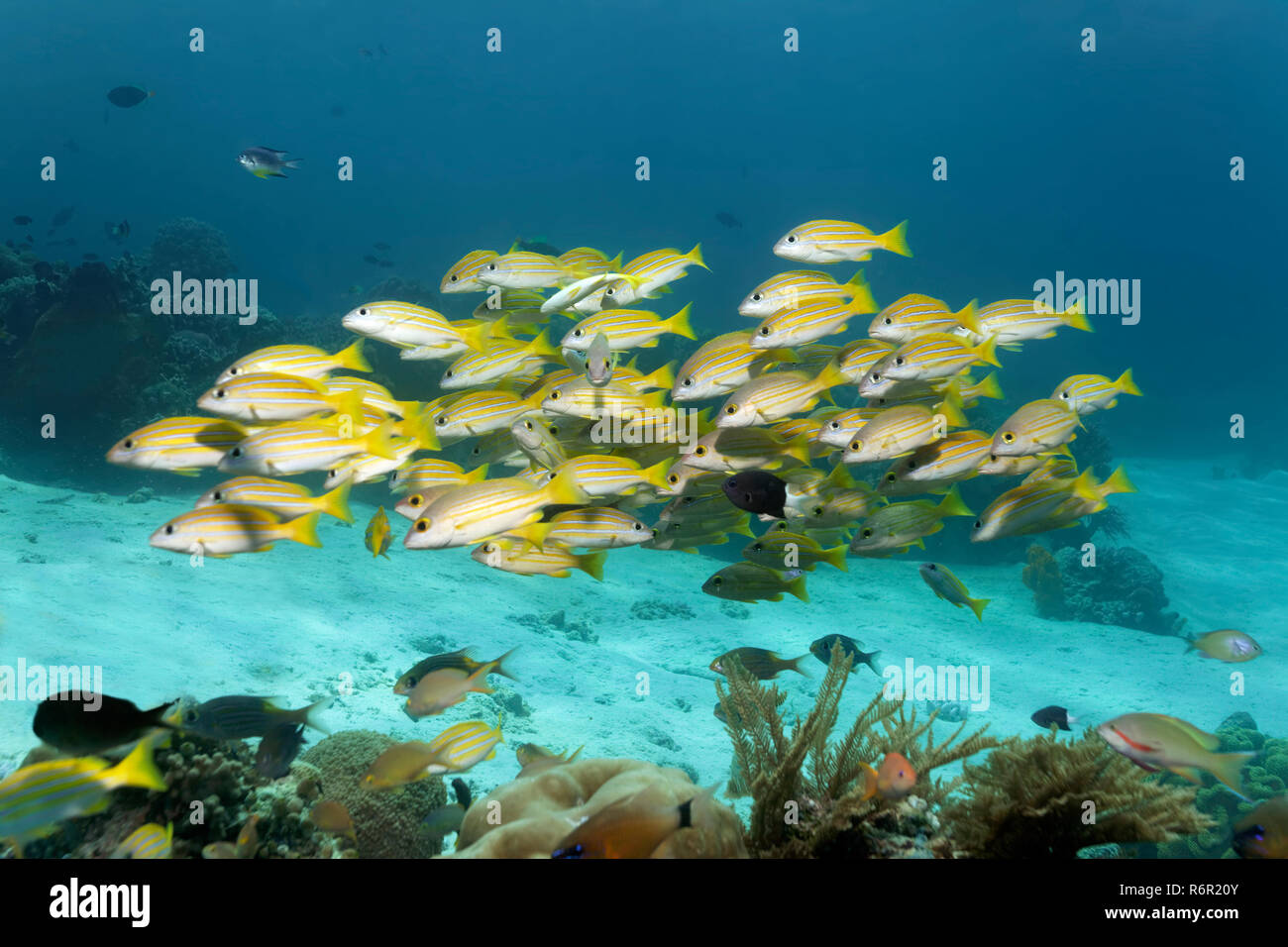 Fischschwarm Schwarm, Blaustreifen Schnapper, (Lutjanus kasmira), schwimmt über Korallenriff, Saparua, Insel, Molukken, Banda Voir, Pacifique, Indonesien Banque D'Images