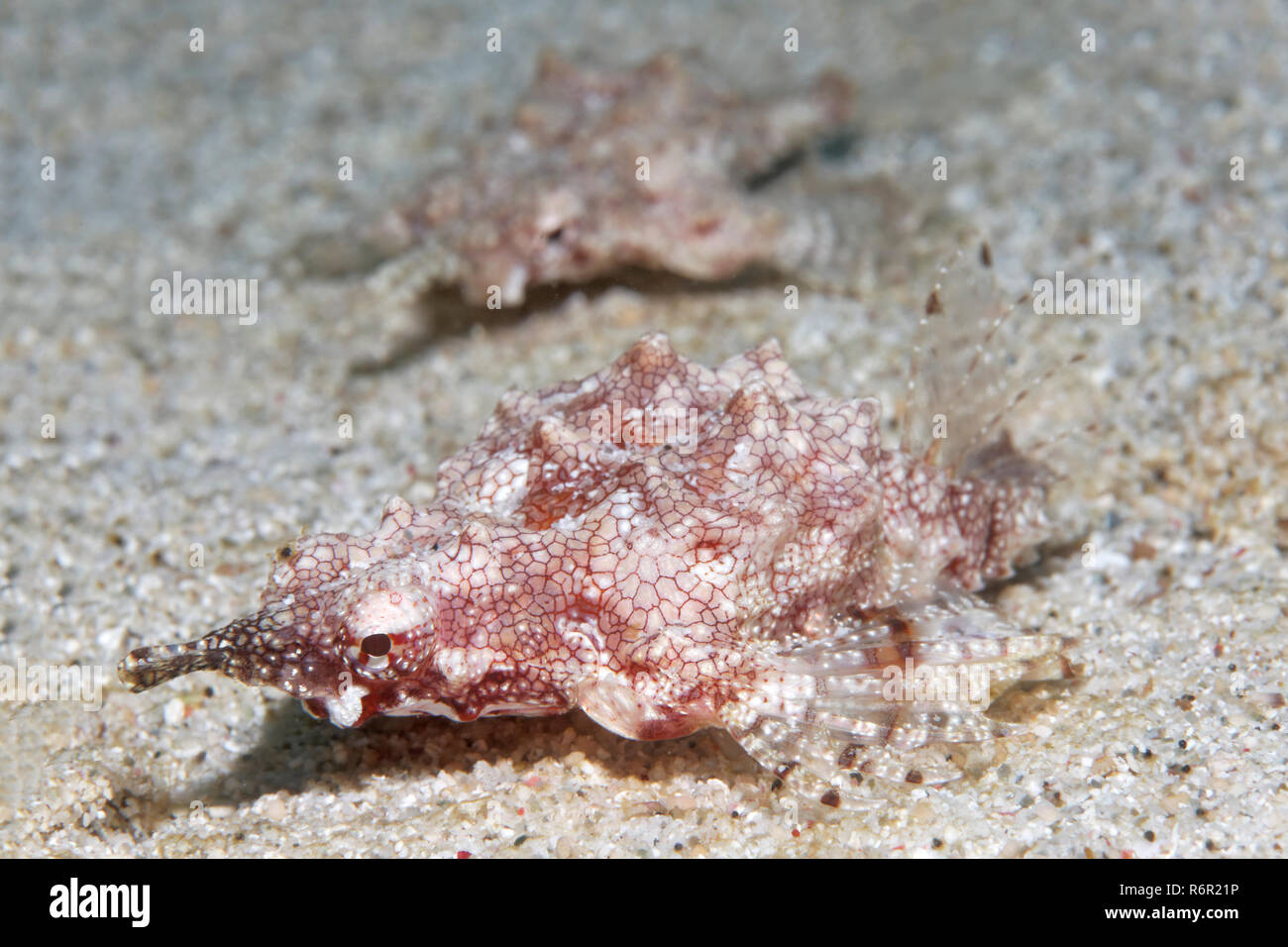 Paar, Zwergflügelrossfisch Eurypegasus draconis), (auf, Sandgrund, Saparua, Insel, Molukken, Banda Voir, Pacifique, Indonesien, Banda Voir | Couple, Littl Banque D'Images