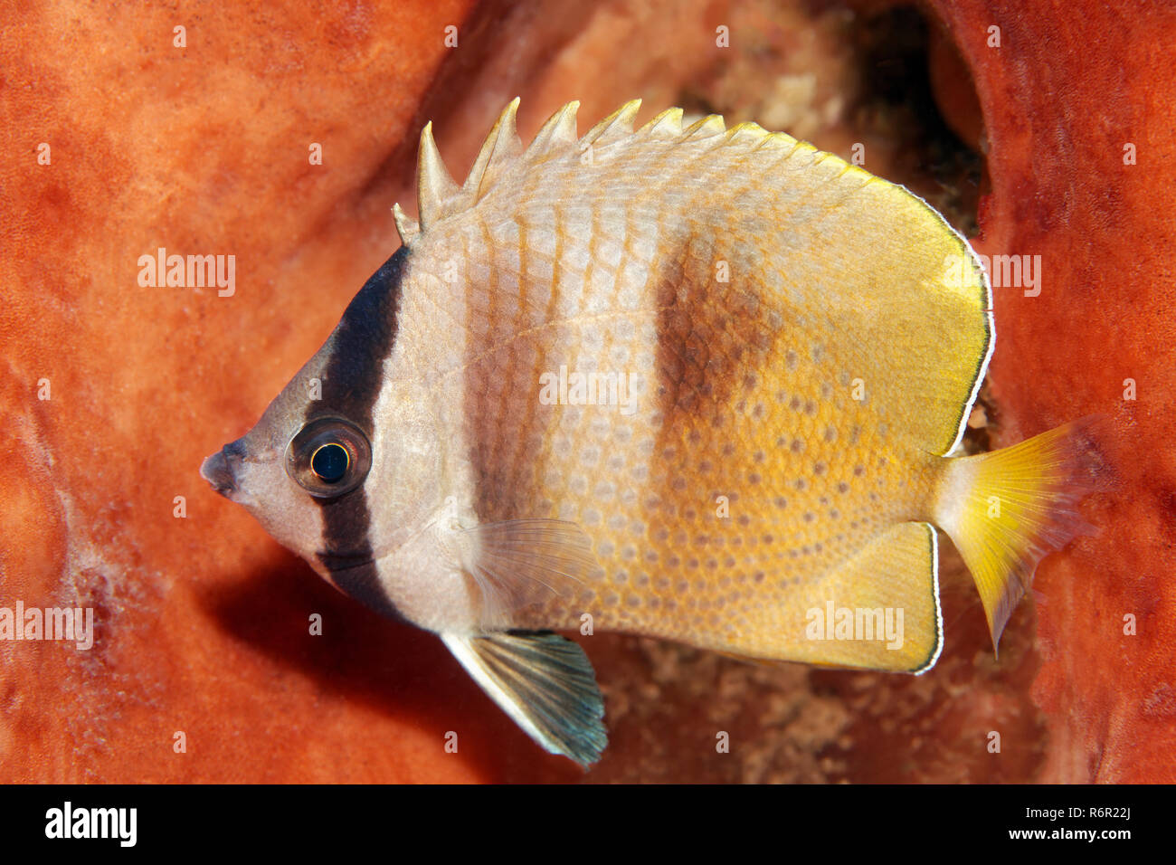 Klein, Falterfisch (Chaetodon kleinii), Saparua, Insel, Molukken, Banda Voir, Pacifique, Indonesien | Sunburst butterfish ou Klein, médiocre (Chae Banque D'Images