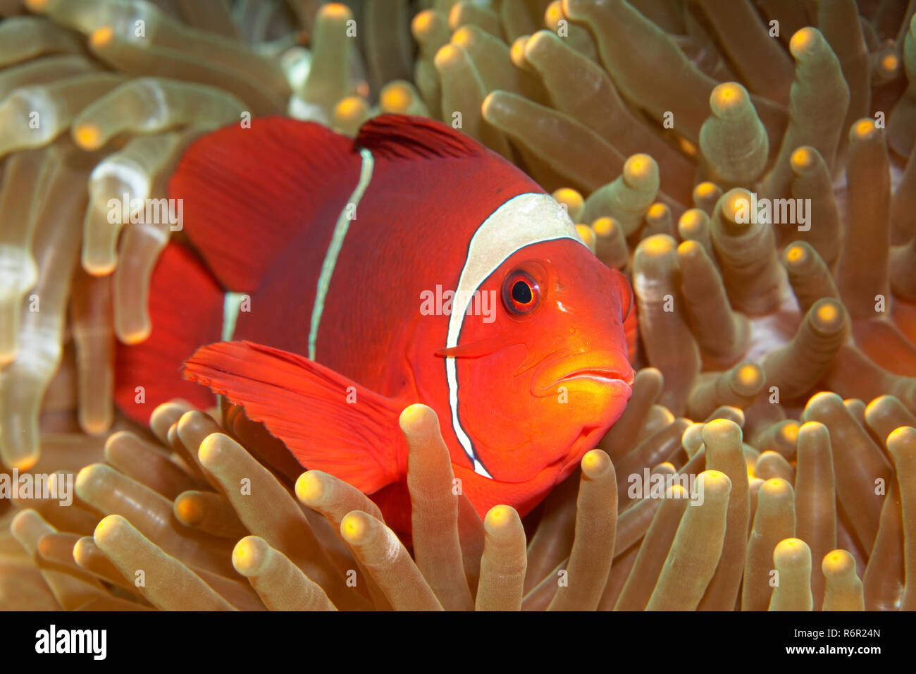 Samtanemonenfisch (Premnas biaculeatus),, dans l'anémone, (Heteractis magnifica), Saparua, Insel, Molukken, Banda Voir, Pacifique, Indonesien | Une Spinecheek Banque D'Images