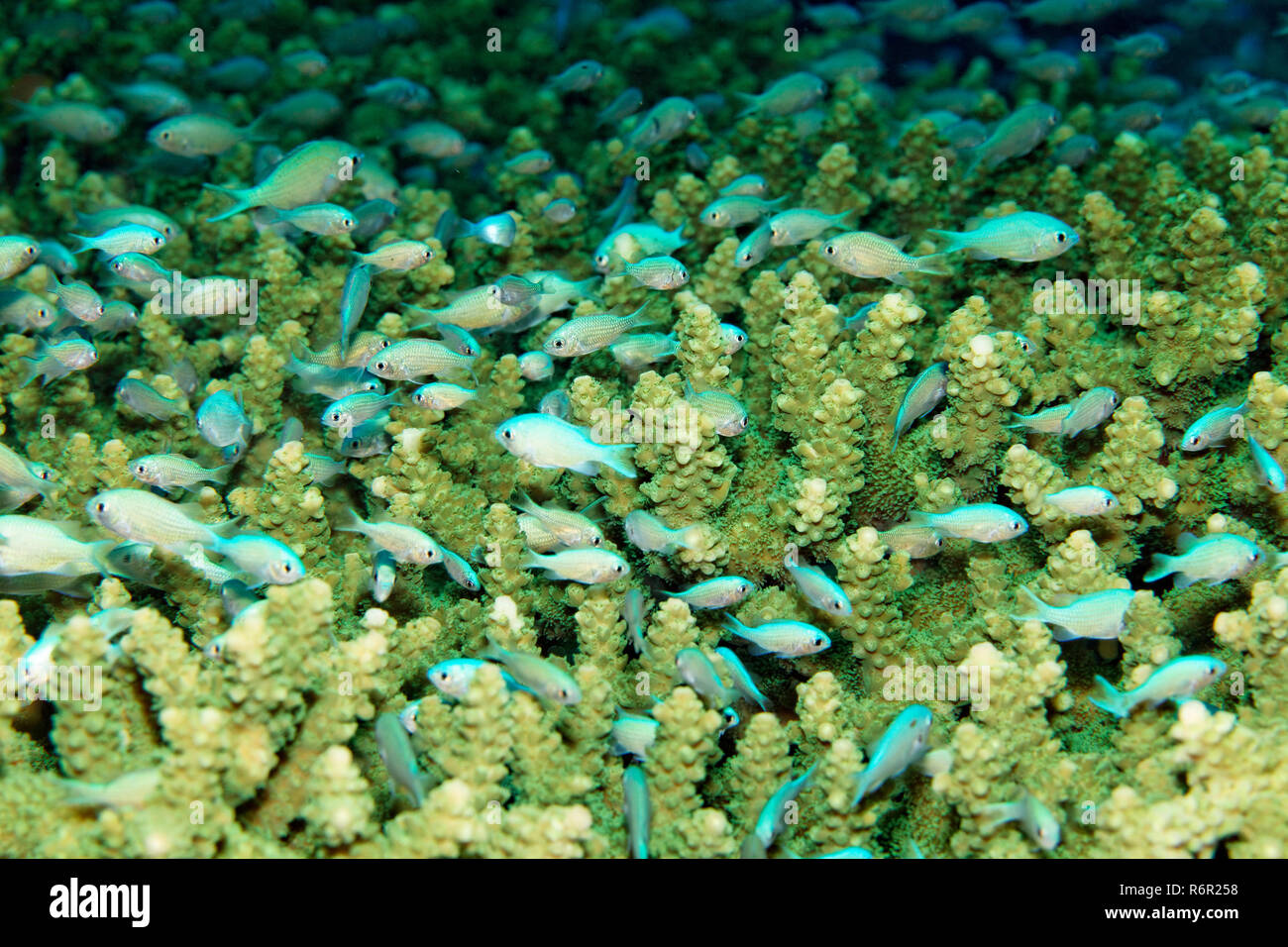 Grüner, Schwalbenschwanz (Chromis viridis), schließen sich im Geäst image Agropora Agropora von Korallen, sp.), Saparua, Insel, Molukken, Banda voir, Banque D'Images