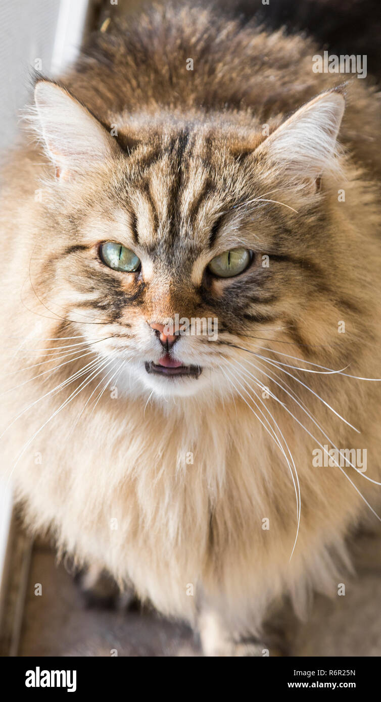 Adorable Chat Siberien Dans Un Jardin En Plein Air Chaton A Poils Longs Photo Stock Alamy Adorable Chat Siberien Dans Un Jardin En Plein Air Chaton A Poils Longs Photo Stock Alamy