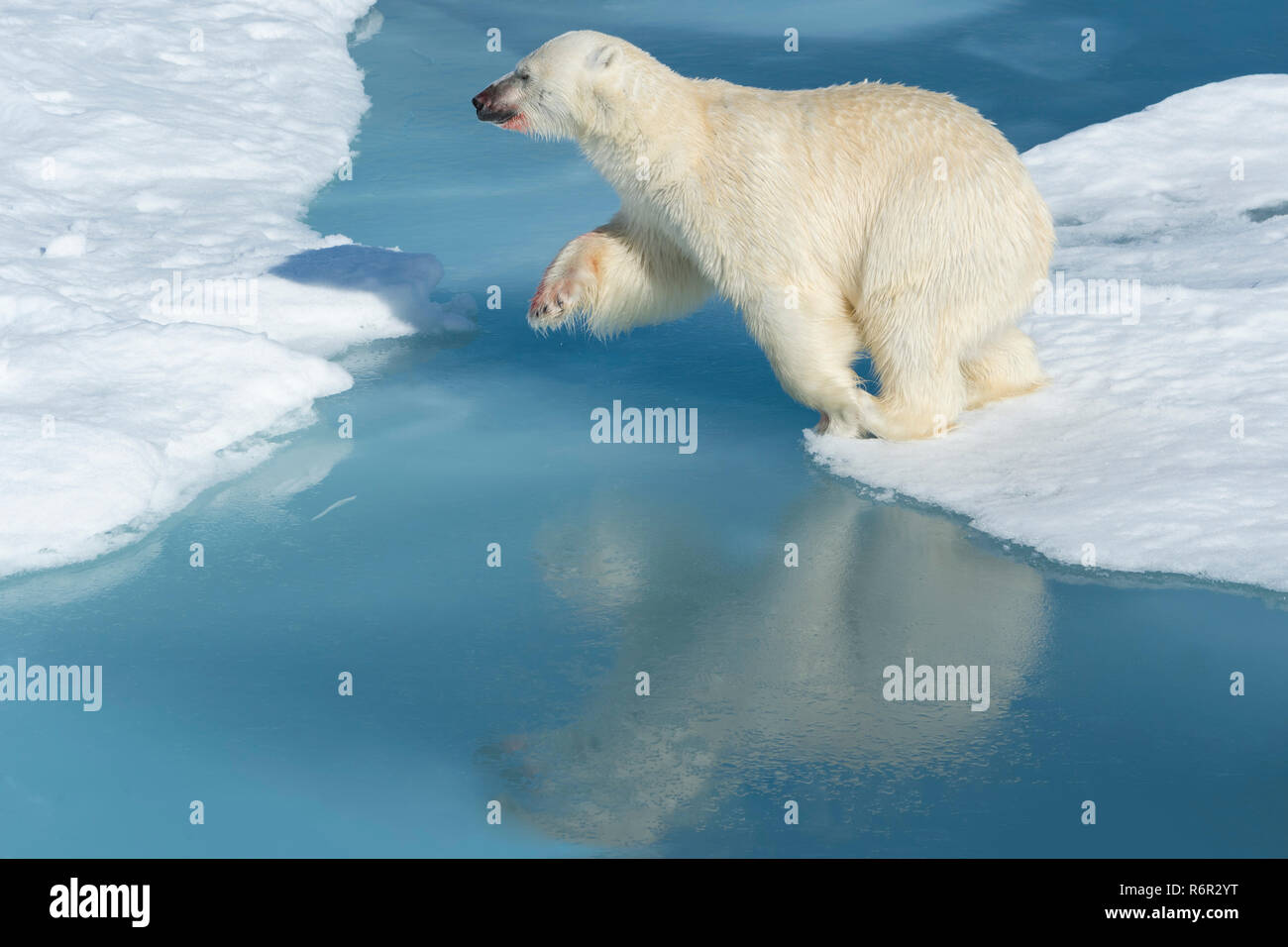 Mâle Ours polaire (Ursus maritimus) avec du sang sur son nez et la jambe sautant au dessus des blocs de glace et d'eau bleue, l'île du Spitzberg, archipel du Svalbard, Norvège Banque D'Images