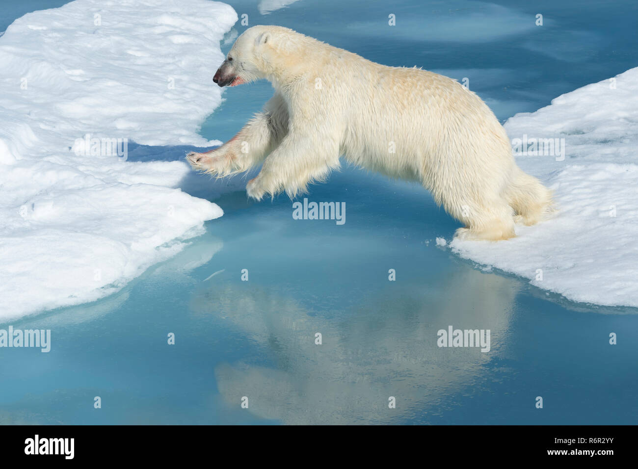 Mâle Ours polaire (Ursus maritimus) avec du sang sur son nez et la jambe sautant au dessus des blocs de glace et d'eau bleue, l'île du Spitzberg, archipel du Svalbard, Norvège Banque D'Images