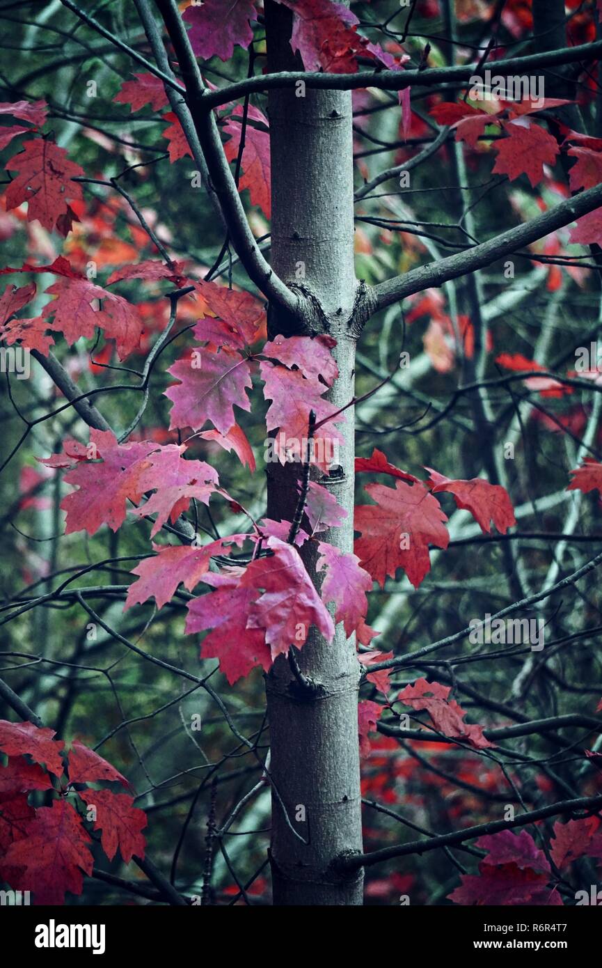 Le rouge des branches d'arbre dans la nature Banque D'Images