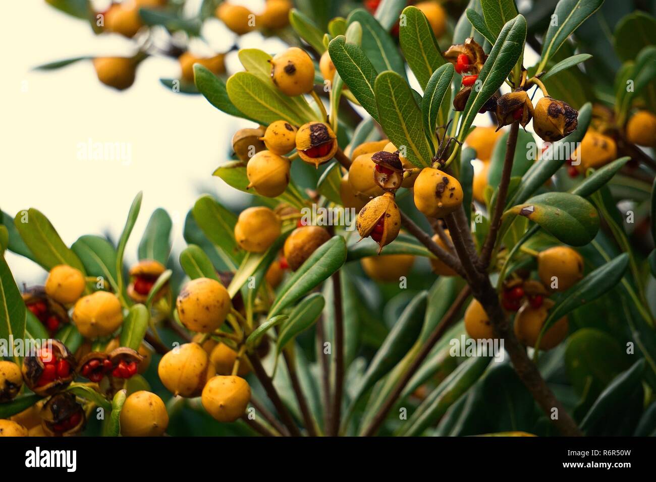 Le vert des branches d'arbre dans la nature Banque D'Images