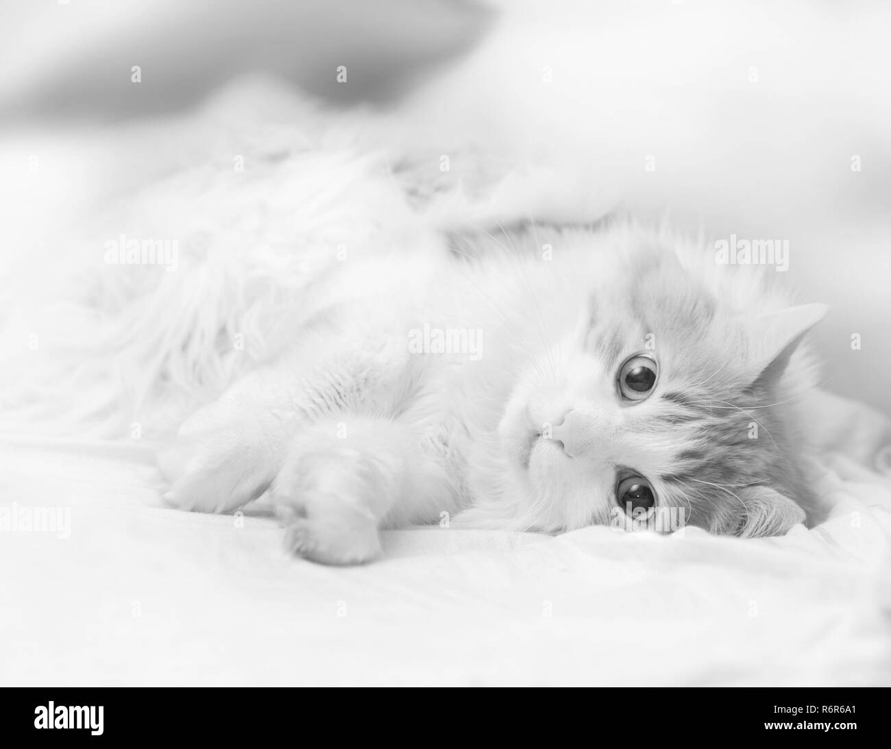 Joli chat adulte est située à à l'appareil photo en noir et blanc Banque D'Images