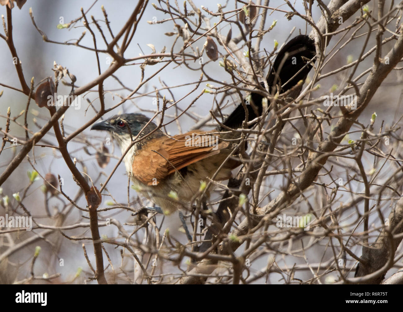 Coucal de Burchell (Centropus burchellii) Banque D'Images