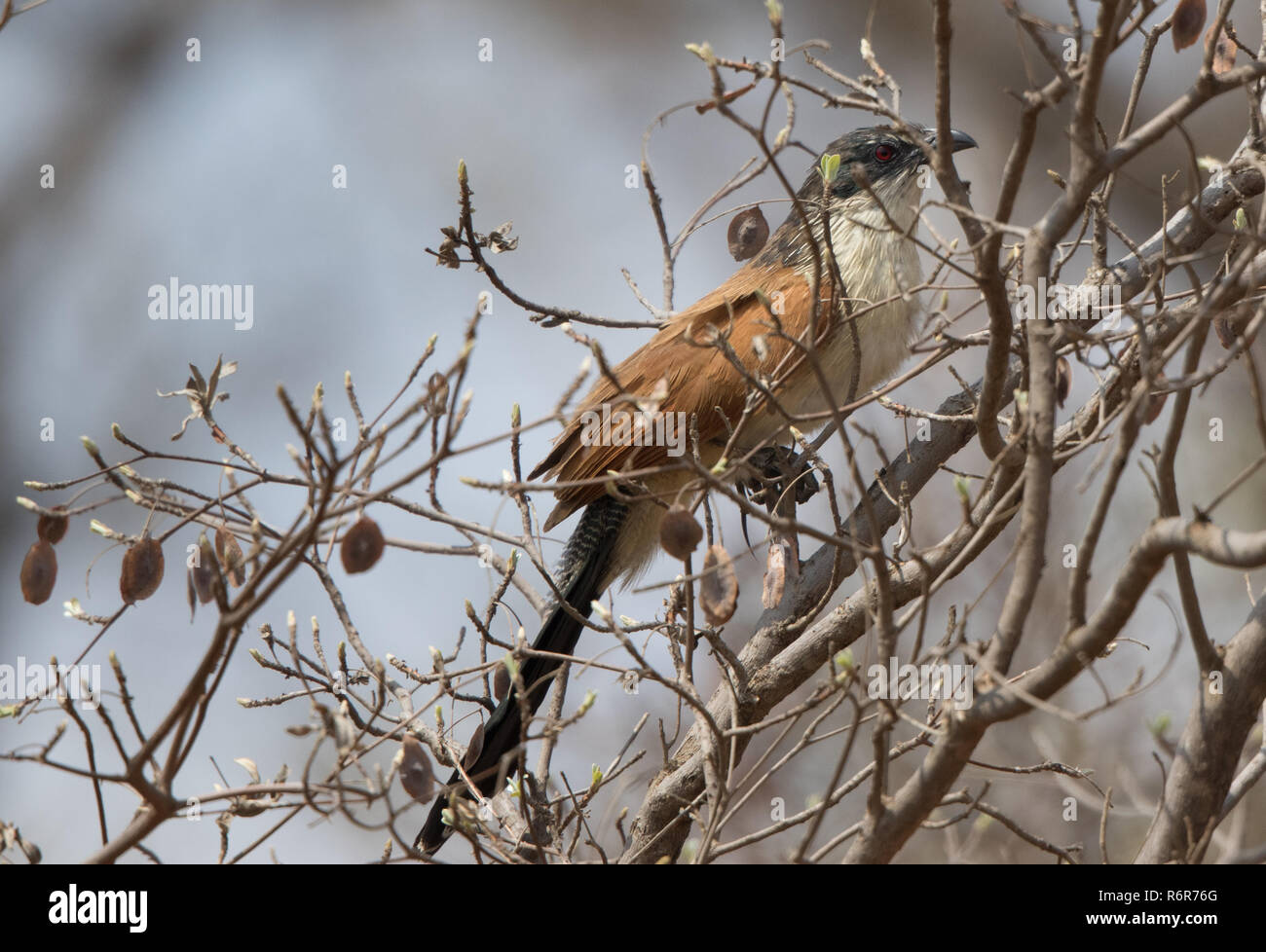 Coucal de Burchell (Centropus burchellii) Banque D'Images