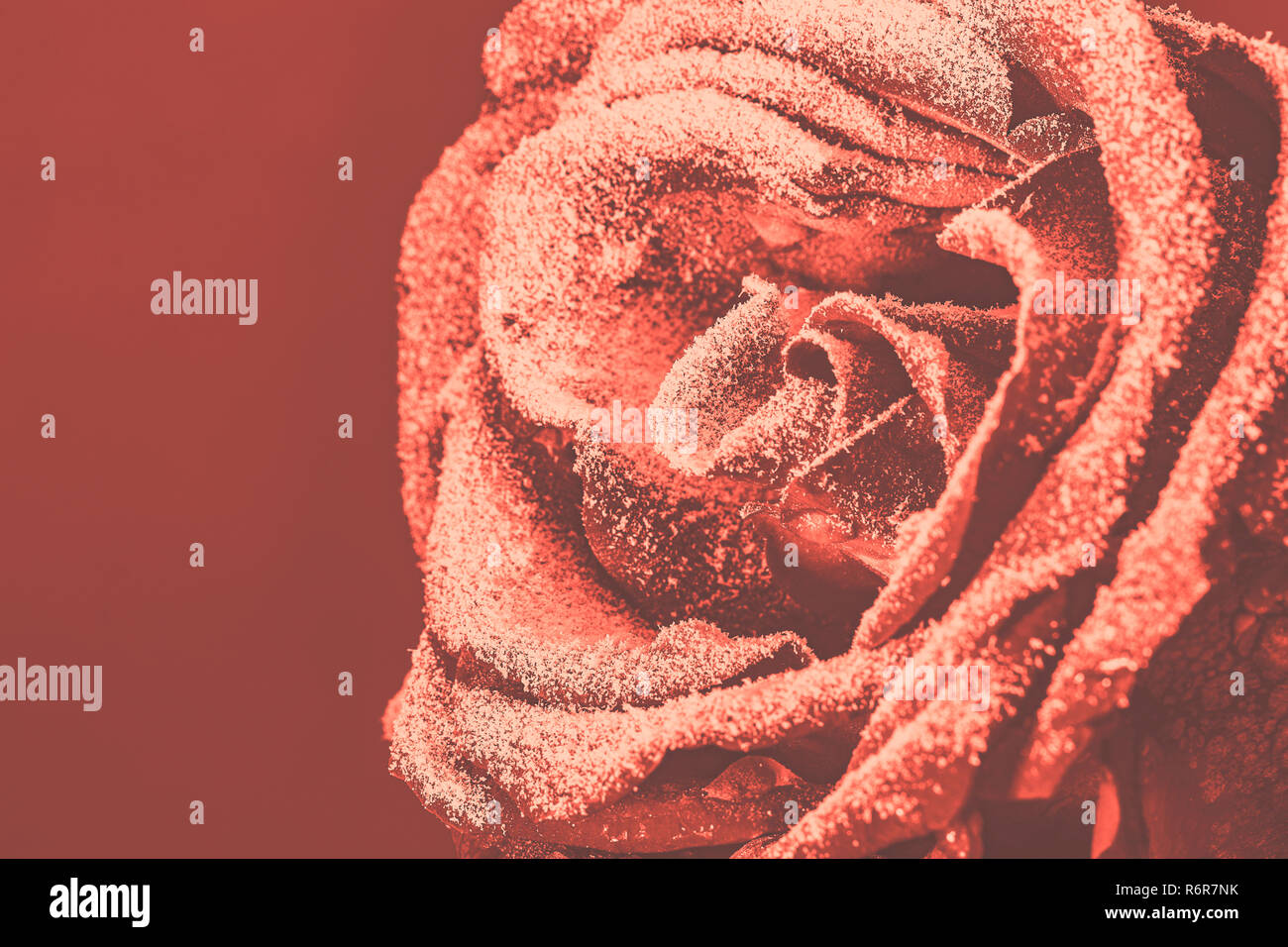 Résumé fond couleur corail vivant avec rose gelé en hiver nature Banque D'Images