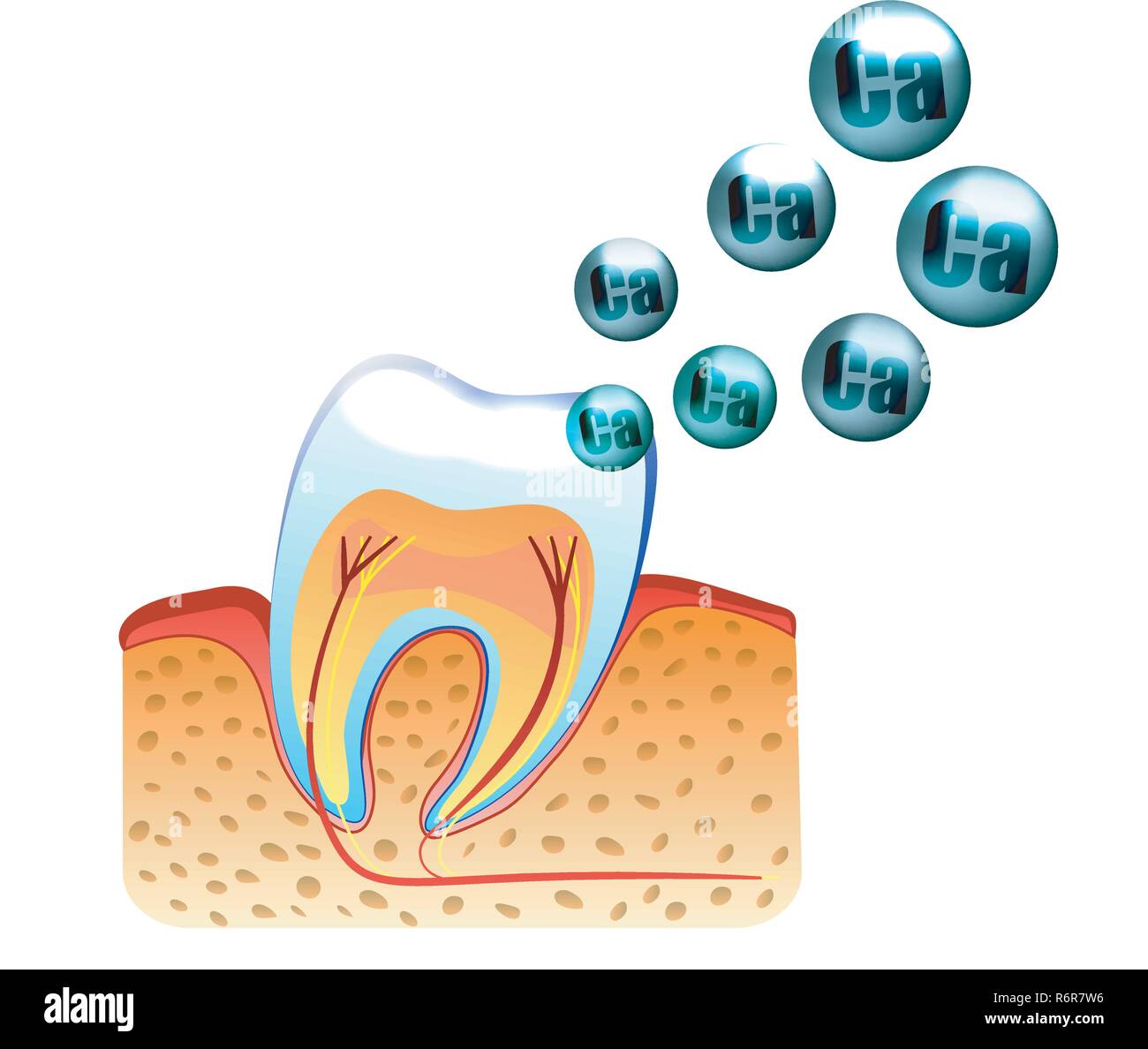 Illustration de dents et la saturation avec le calcium de l'émail des dents Illustration de Vecteur