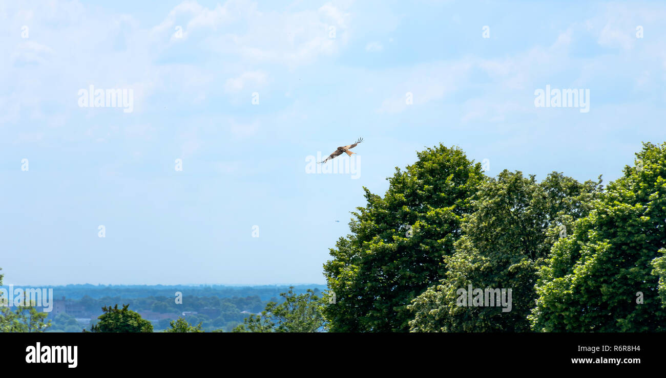 Falcon sauvages sur le ciel Banque D'Images