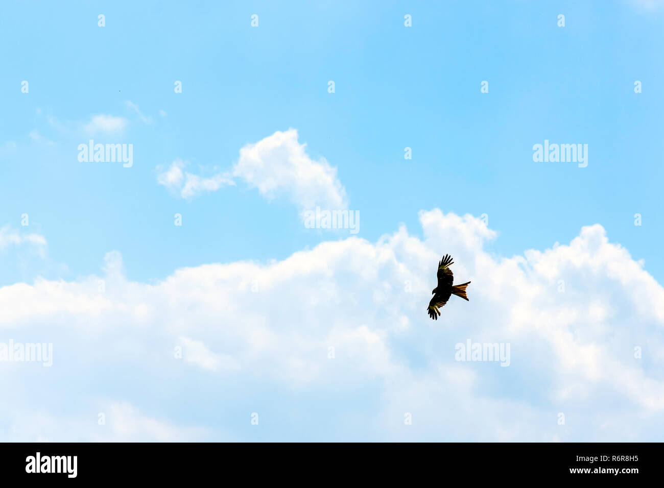 Falcon sauvages sur le ciel Banque D'Images