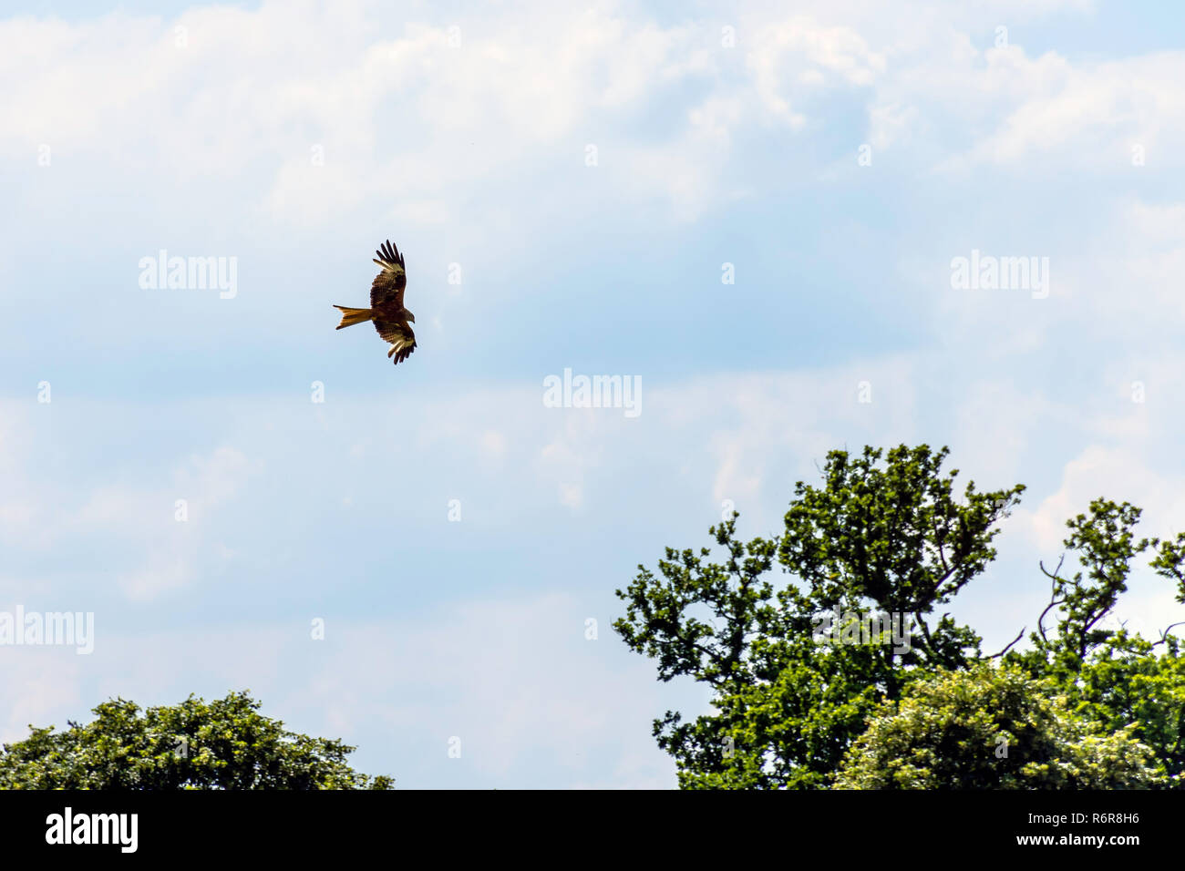 Falcon sauvages sur le ciel Banque D'Images