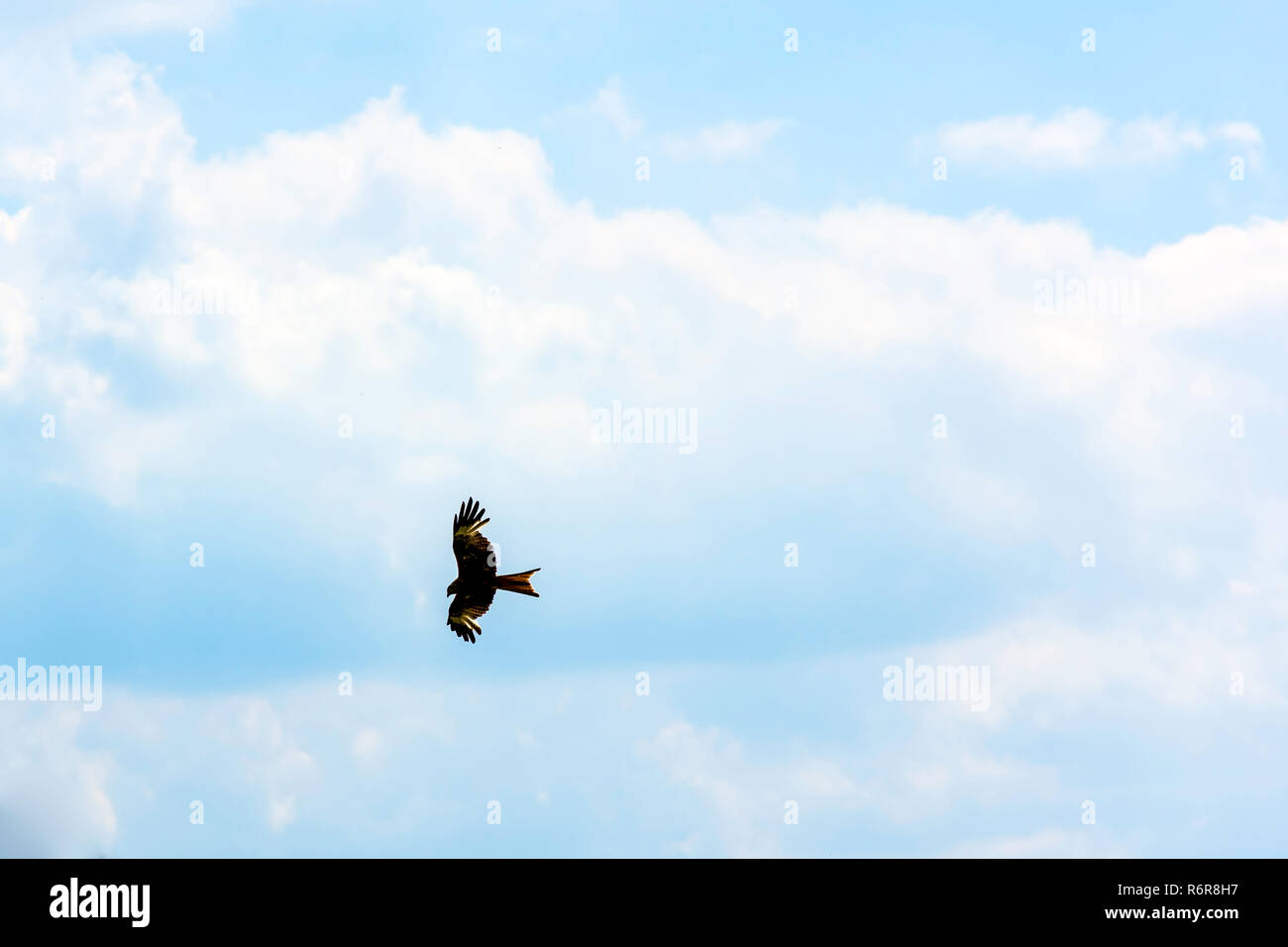 Falcon sauvages sur le ciel Banque D'Images