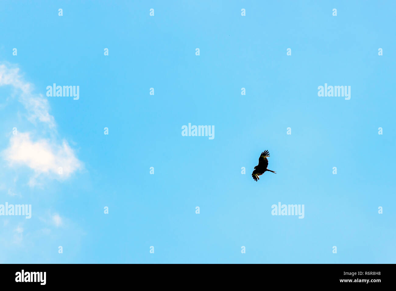 Falcon sauvages sur le ciel Banque D'Images