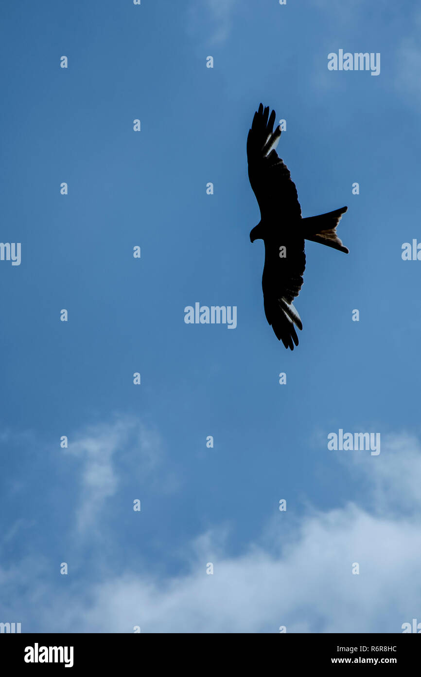 Falcon sauvages sur le ciel Banque D'Images