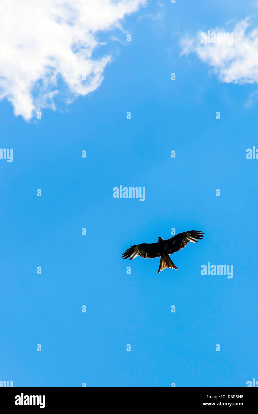 Falcon sauvages sur le ciel Banque D'Images