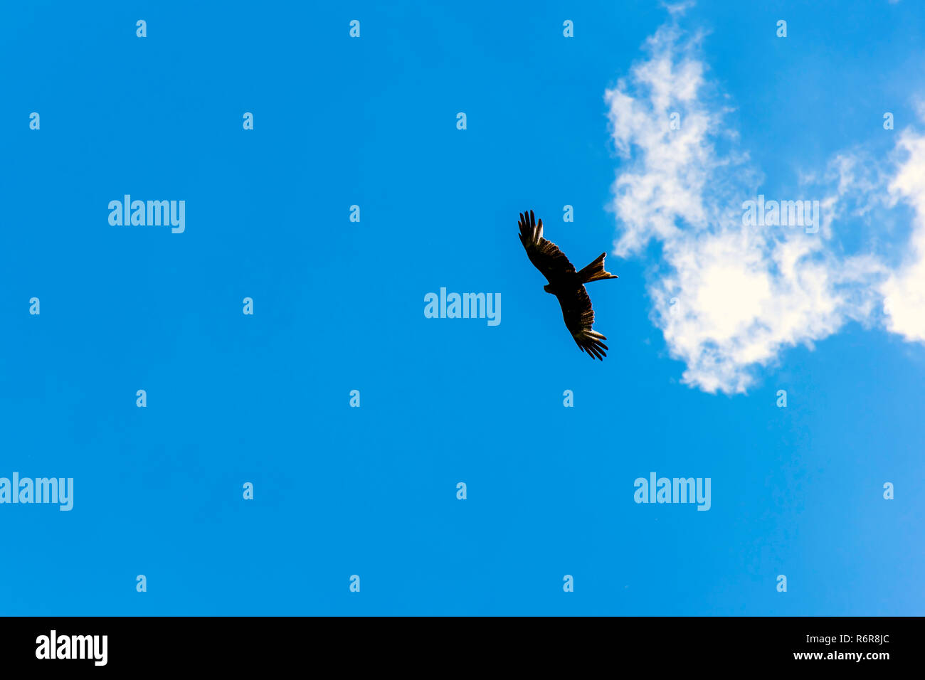 Falcon sauvages sur le ciel Banque D'Images