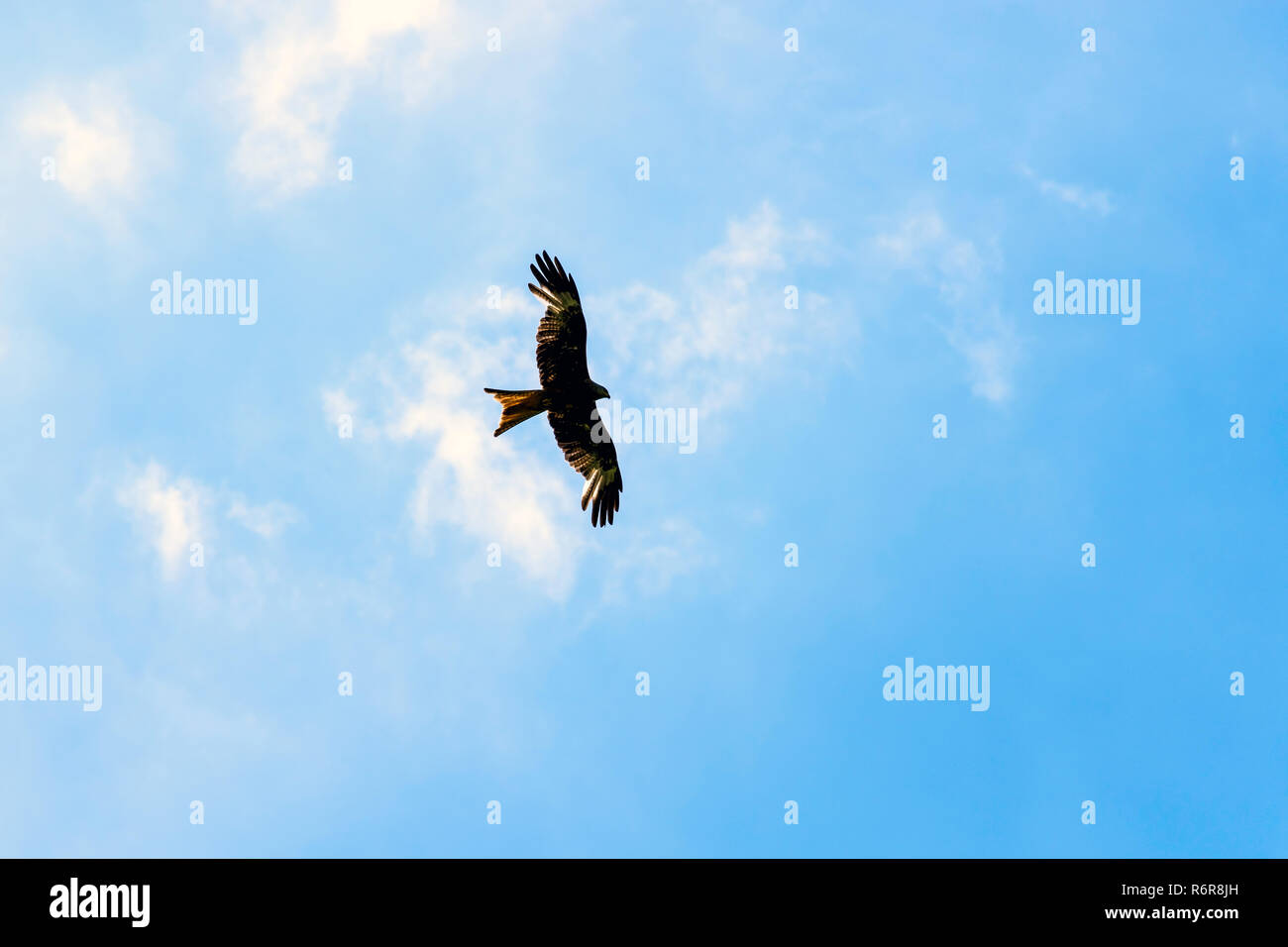 Falcon sauvages sur le ciel Banque D'Images