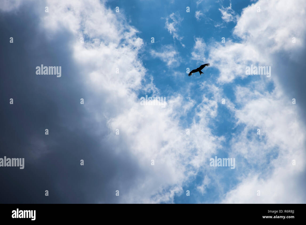 Falcon sauvages sur le ciel Banque D'Images