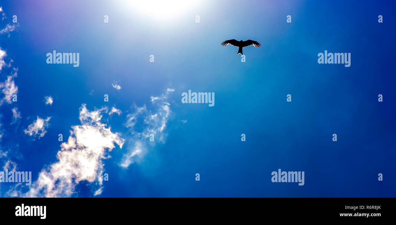 Falcon sauvages sur le ciel Banque D'Images